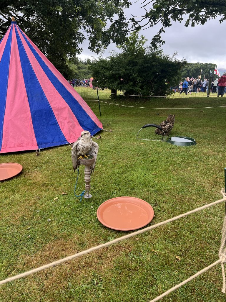 The falconry display with the stripped tent in the background. Two birds are tethered to their perches with water trays in front of them.