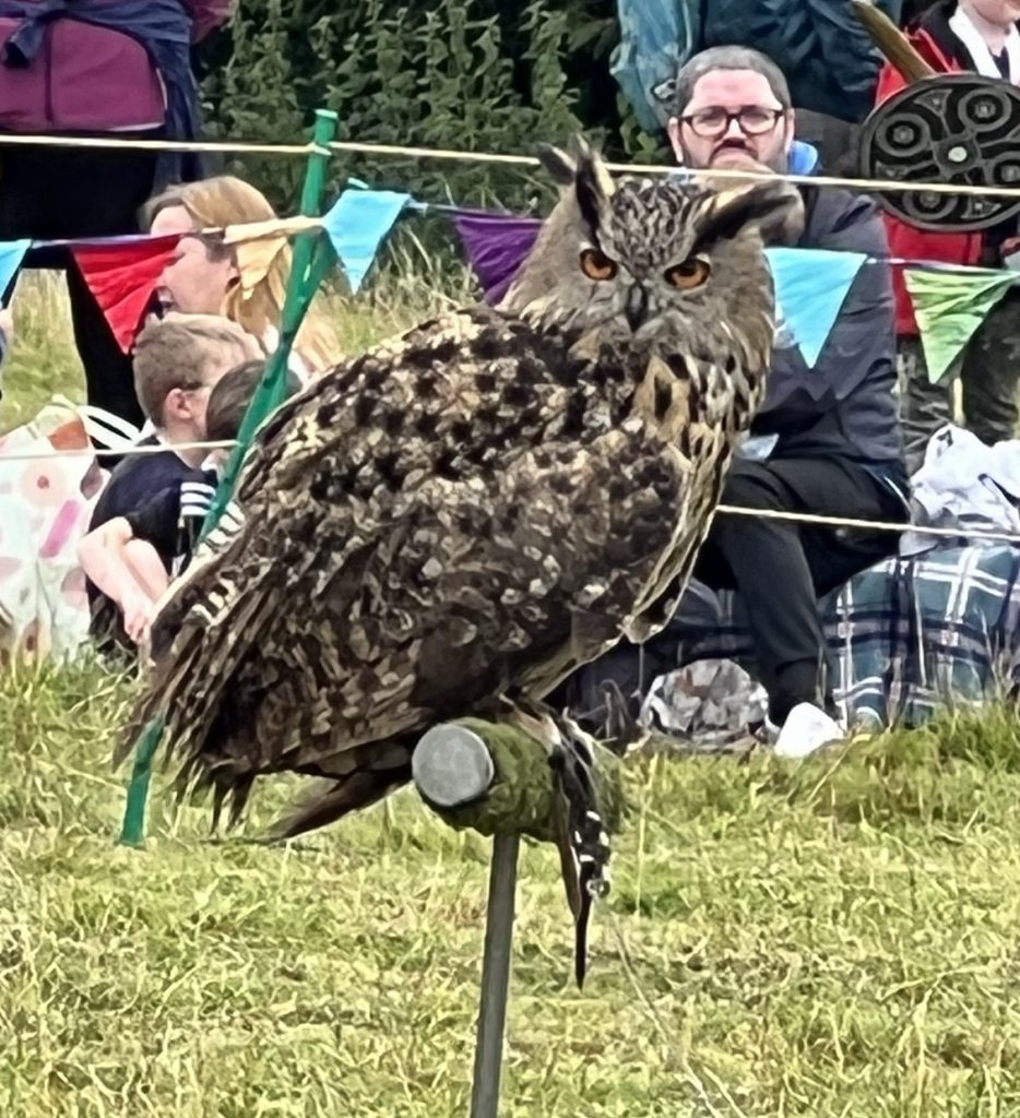 The falconry owl on his perch.