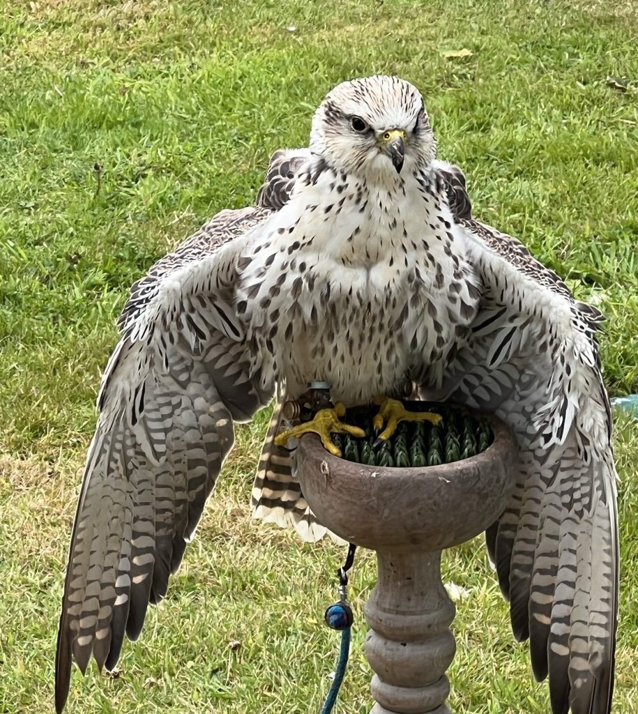 A white bird of prey on a perch.