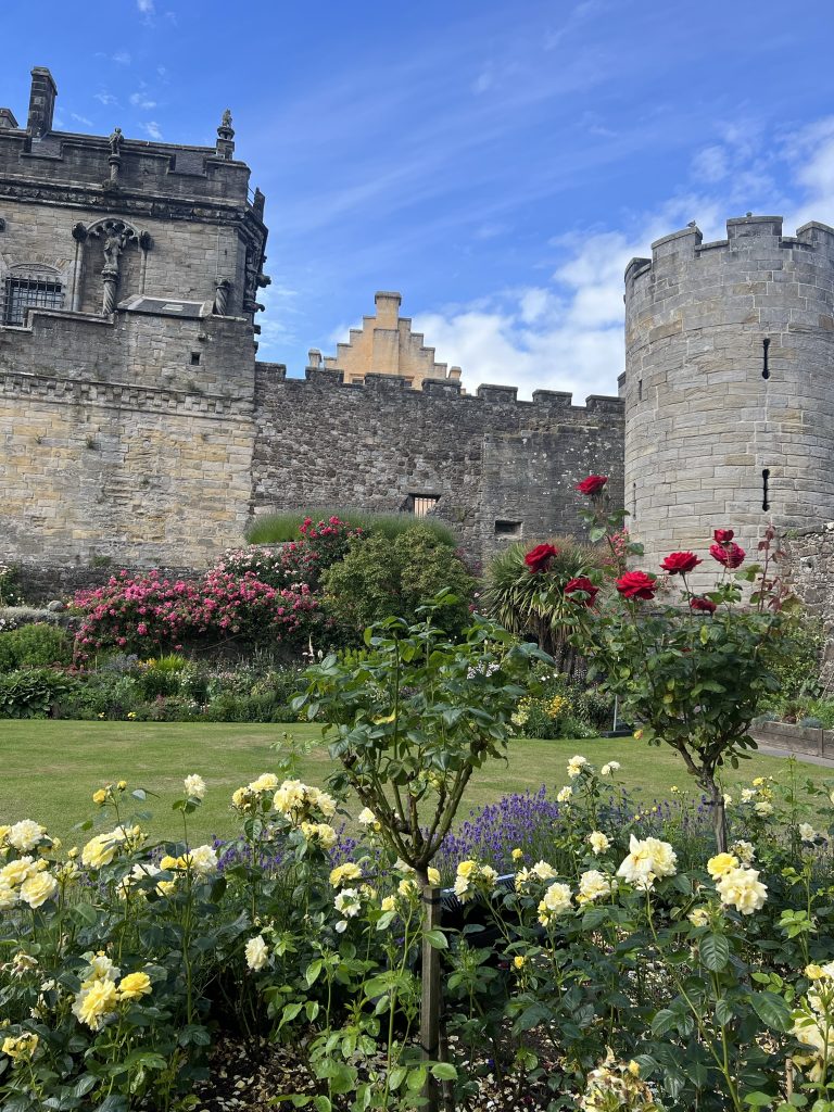 Stirling Castle from the gardens. At the foreground there are yellow and red roses with lavender purple flowers at the front of the bed. There is a wide green, grassy area. On the side next to the castle walls there are flowers of yellow, bright pink, light pink and greenery. Behind the flowers are rounded castle walls with slits in the walls where the archers could protect the castle. Behind an outer rock wall the top of the Great Hall painted a bright yellow color is peeking up.
