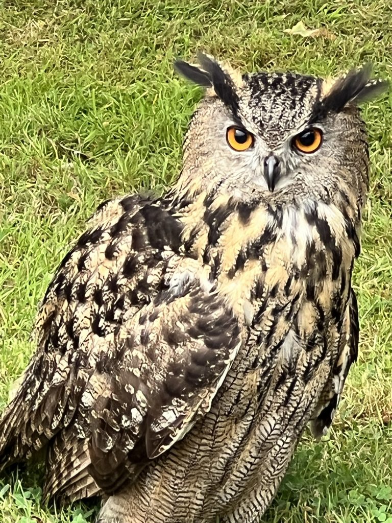 A close up of the large owl. The owl has brown, beige, and yellow colored feathers. He has a small black beak and yellowish brown piercing eye staring at the camera.