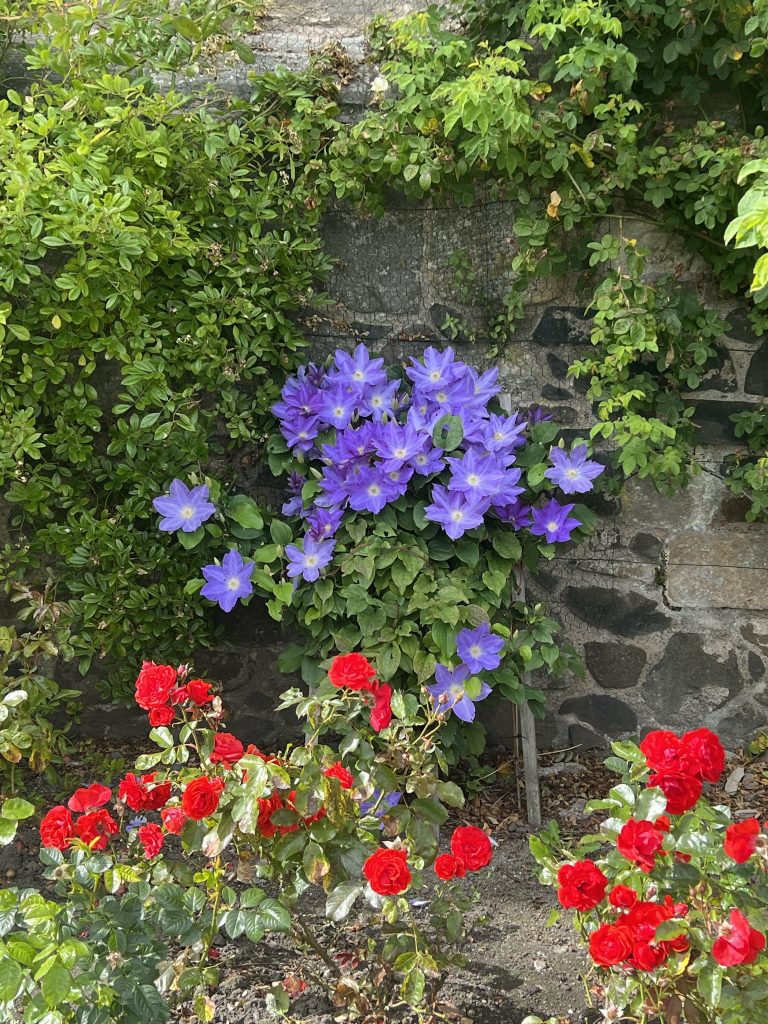 Image of flowers in Queen Anne's Garden.  There are small blue flowers next to the rock wall and small red flowers in front. 