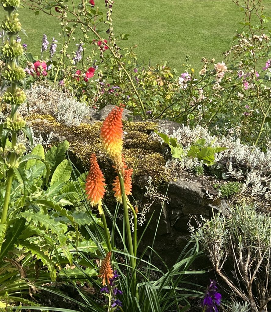 Image of flowers in the Queen Anne's Garden.  There are yellow and orange flowers in the foreground with the rock wall and small pink and purple flowers on the other side of the low wall. 